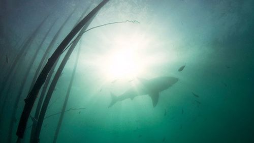 A shark glides past the perimeter of a Sharksafe Barrier test zone. (Photo credit: Daniel Bothelo)