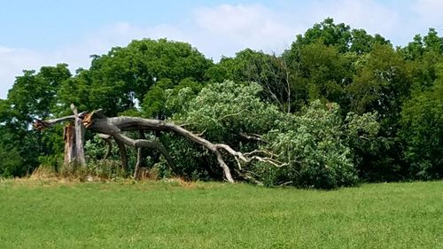 Iconic Shawshank Redemption oak felled by ferocious weather