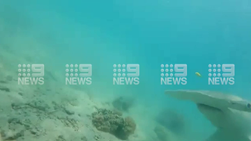 Hammerhead shark comes face to face with man on Queensland reef.