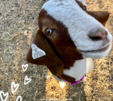 Jessica Long purchased Cedar, the beloved pet goat, in April 2022 for her 9-year-old daughter, who cared for the farm animal every day=