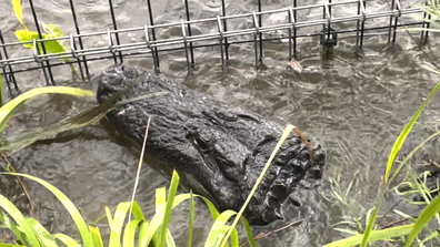 A massive American Alligator was relocated by Keepers at the Australian Reptile Park this morning after rapidly rising water levels allowed him to swim over an internal boundary fence, causing him to be stuck between fences.