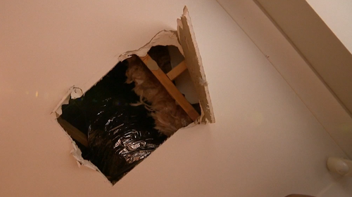 Colin and Bev were asleep in bed in their home on Francis Street in Yarraville just after 9am Thursday, when they heard noises coming from their roof before an intruder fell through the ceiling and into their living room.