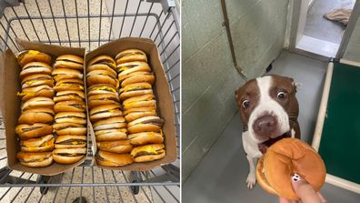 Dogs eating cheeseburgers