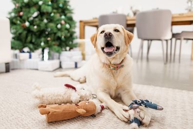 Christmas Food For Dogs: Everything You Should Avoid Feeding Your Dog ...