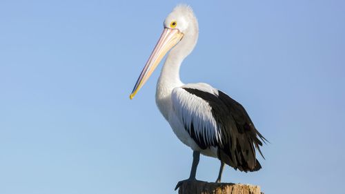 The woman had grabbed a pelican and placed the large bird in the boot of her car.