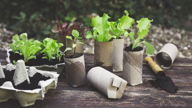 Toilet roll plant pots