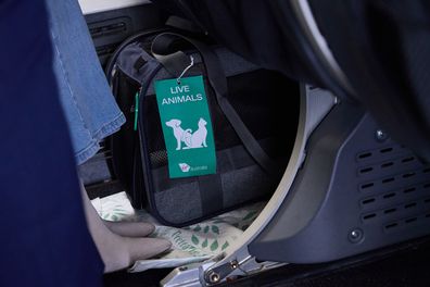 virgin australia pet flights