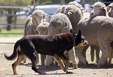 The Australian kelpie is derived from which pastoral breed of dog?