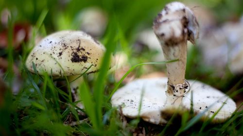 Death cap mushrooms