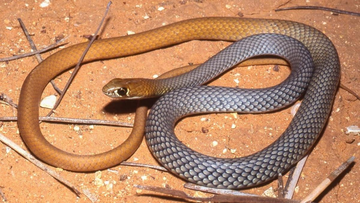 The newly identified species of snake, the desert whip snake, is found throughout Central Australia. 