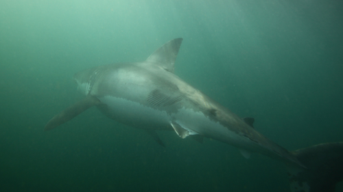 The 3.5-metre great white was scarred after its battle with the orcas.