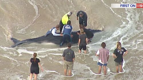 Marine experts from Sea World are assessing the situation. (9NEWS)