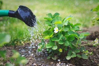watering strawberry plant
