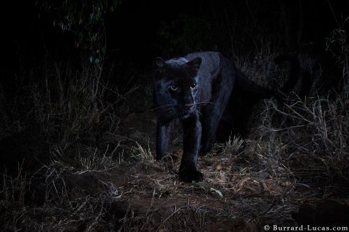  Melanism provides additional camouflage