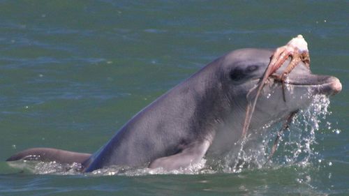Bottlenose dolphin with an octopus wrapped around its head. (MUCRU/Megan Franklin)