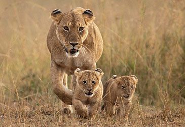What is the average gestation period for lions?