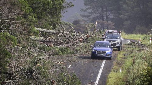 Cars dodge fallen trees on a road at Cook's Beach, east of Auckland, New Zealand, Tuesday, Feb. 14, 2023. 