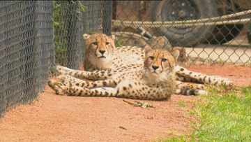 Cheetah cub trio provides hope for future of endangered species