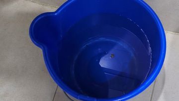 Residents say they are using buckets to flush their toilets after three days without running water in Sydney.