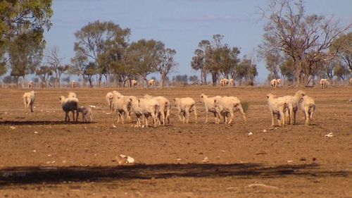 The drought-ravaged sheep on the Jones's NSW farm.