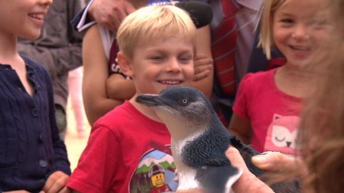 After months of recovery, the group were today released on Manly's Shelly Beach in front of a crowd of workers, schoolkids and parents. Picture: 9NEWS.