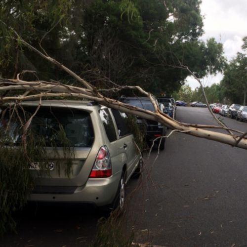 Trees have been knocked down as a result of the powerful gusts. (Supplied)