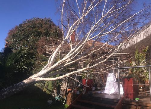 The strong winds have knocked a tree onto a home in the Melbourne suburb of Elsternwick. Picture: 9NEWS