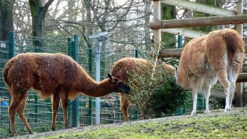 Romanian men killed petting zoo's goat out of hunger, court told