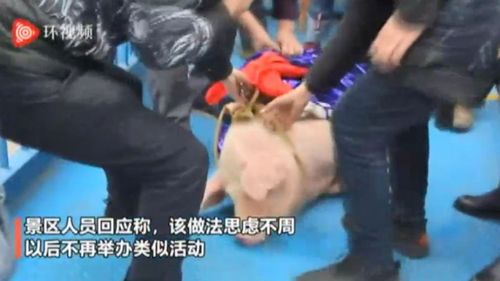 Chinese theme park forced to apologise over pig bungee stunt