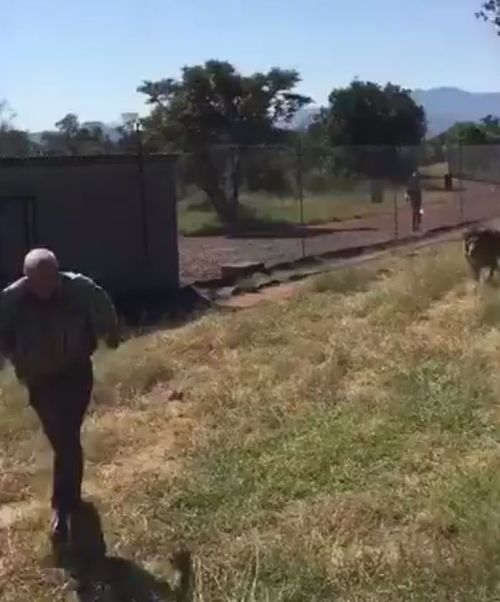 Mike Hodge is seen running from the lion as it approaches him from behind. (Twitter)