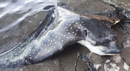 "Thousands" of dead fish, including this white-spotted eagle ray, were found washed up on the shore of Manning Park over the weekend.