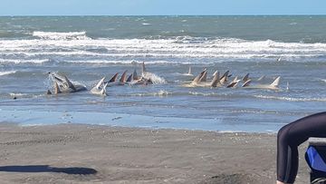 At least 13 sawfish all allegedly dead in a gillnet washed ashore October 2018. 