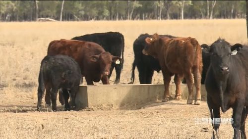 Drought is afflicting large parts of Queensland, New South Wales and Victoria.