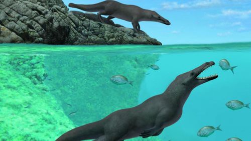 A pair of Peregocetus hunt on the rocky coast of Peru. (Credit: A. Gennari)