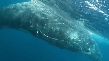 Whale rescued near Rottnest Island