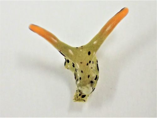 This photo shows the head of a Elysia cf. marginata sea slug.  (Sayaka Mitoh via AP)
