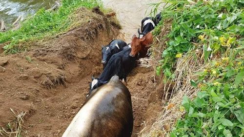 Cows wander up the trench to safety and food.