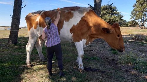Big Moo was 190cm tall, making it one of Australia's biggest steers.