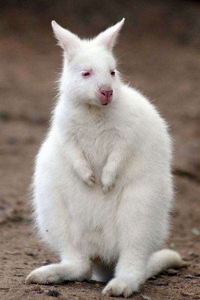 <p>Albino wallaby</p>