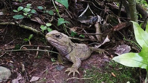 Tuatara