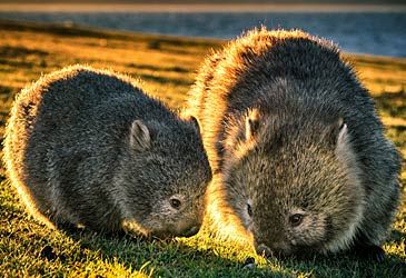 The wombat is a member of which order of mammals?
