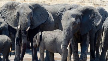 Wild African elephants in Zimbabwe. (AFP file image)