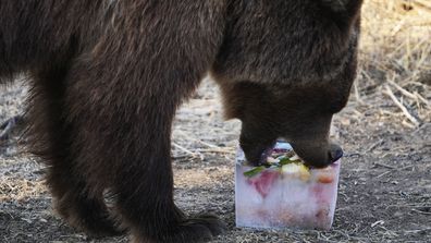 Lotus, a 4-year-old European brown bear, bites into a block of ice with fruits, at the Attica Zoological Park in Spata suburb, eastern Athens, Friday, Aug. 4, 2023.  