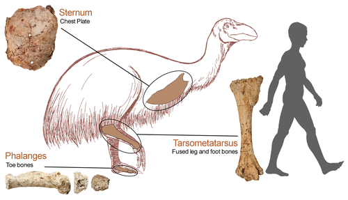 Megafauna