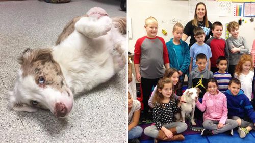 Young students raise almost $600 for shelter dog's surgery