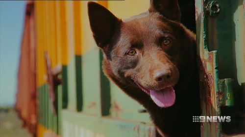 A moment from "Red Dog". (9NEWS)