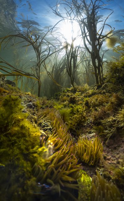 Most Promising British Underwater Photographer of the Year: 'An island's wild seas'