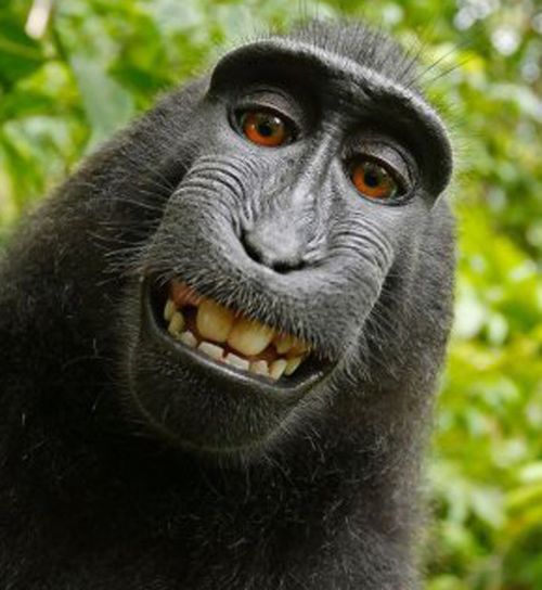 Monkey does not own copyright to selfie, US court rules