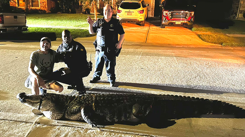 The alligator was safely captured and is now with animal control.