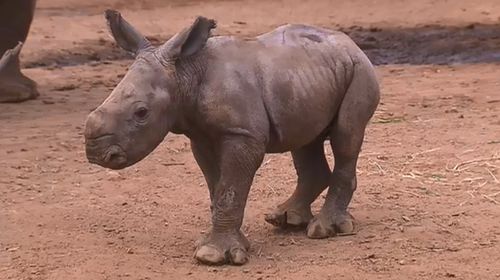 The Southern White Rhino is believed to have suffered internal blood loss after an incident involving older rhinos. 